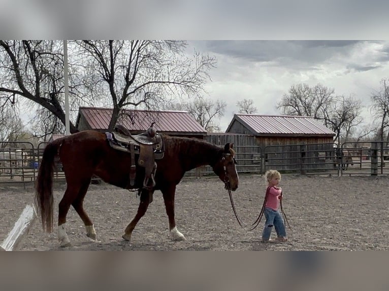 Mustang (american) Mare 15 years 14.3 hh Sorrel in Fort Collins