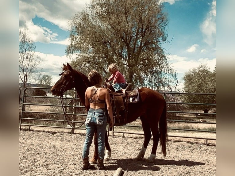 Mustang (american) Mare 15 years 14.3 hh Sorrel in Fort Collins