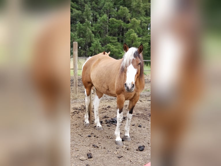 Mustang (american) Mare 15 years 15 hh Pinto in Dallas