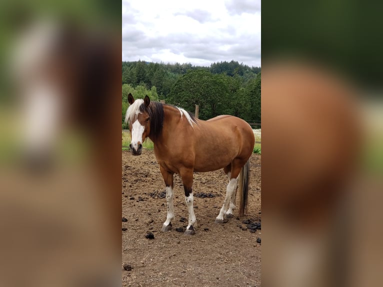 Mustang (american) Mare 15 years 15 hh Pinto in Dallas