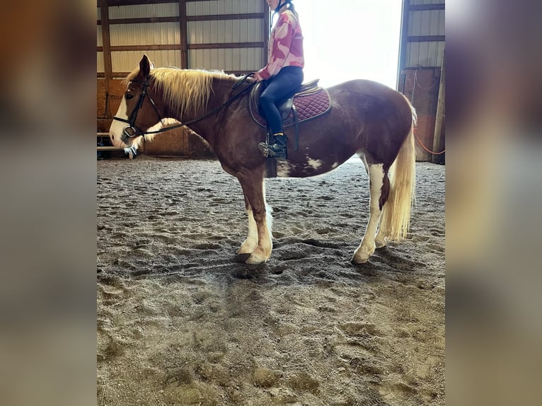 Mustang (american) Mare 15 years Chestnut in wallingford KY