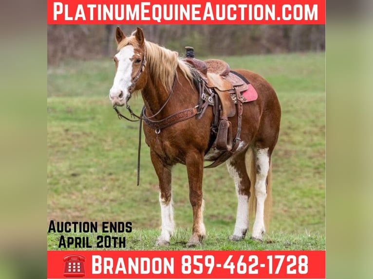 Mustang (american) Mare 15 years Chestnut in wallingford KY