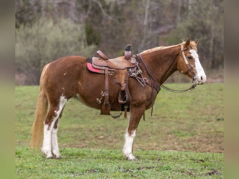 Mustang (american) Mare 15 years Chestnut in wallingford KY