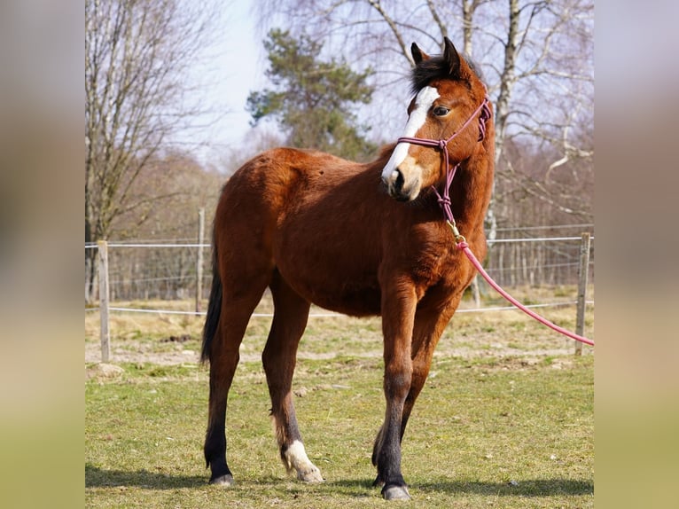 Mustang (american) Mare 1 year 14,2 hh Brown in Taunusstein