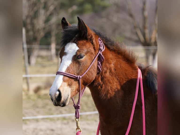 Mustang (american) Mare 1 year 14,2 hh Brown in Taunusstein