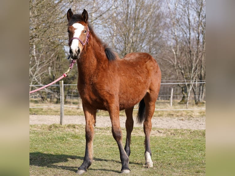 Mustang (american) Mare 1 year 14,2 hh Brown in Taunusstein