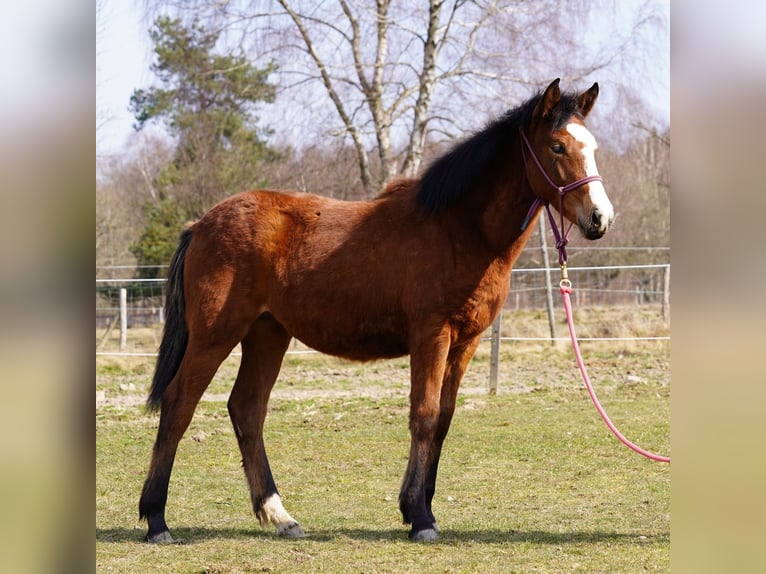 Mustang (american) Mare 1 year 14,2 hh Brown in Taunusstein