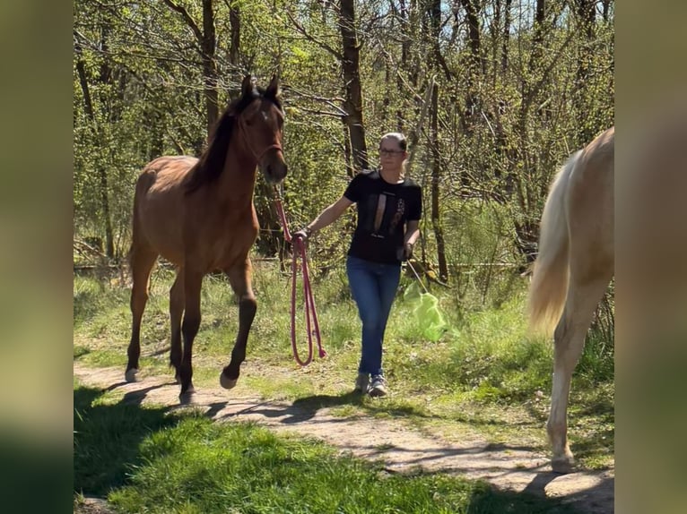 Mustang (american) Mare 1 year 15.1 hh Dun in Siegen