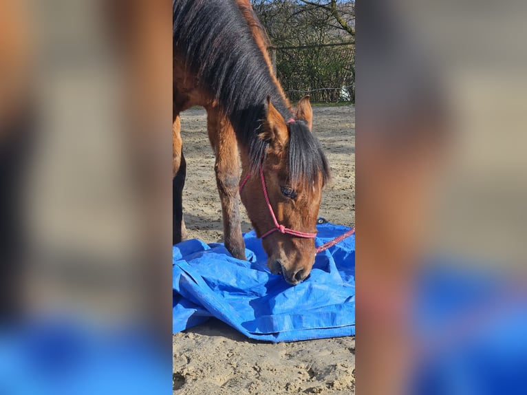 Mustang (american) Mare 1 year 15.1 hh Dun in Siegen