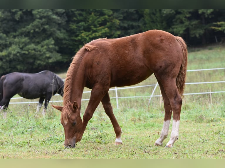 Mustang (american) Mix Mare 1 year 15 hh Chestnut-Red in Heiligkreuzsteinach
