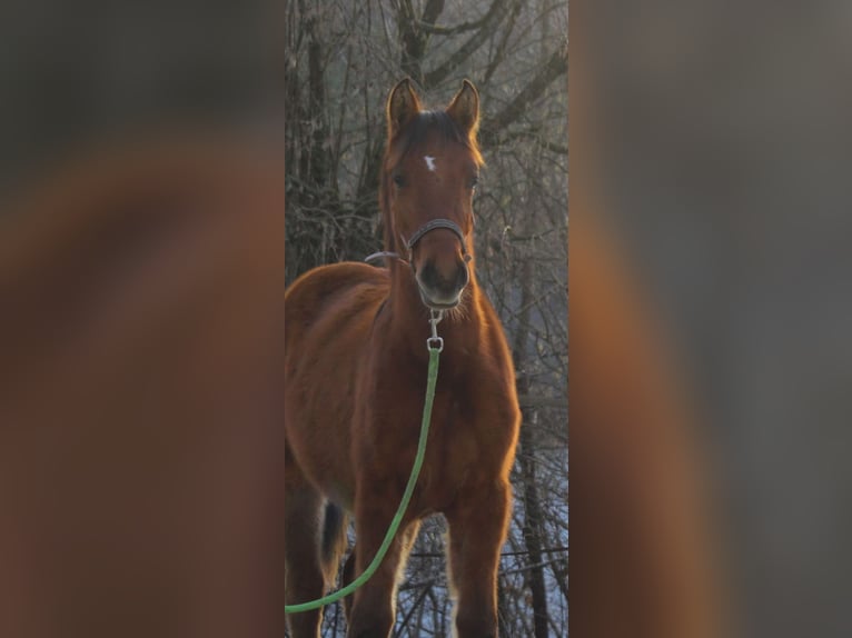Mustang (american) Mare 1 year 15,1 hh Dun in Siegen
