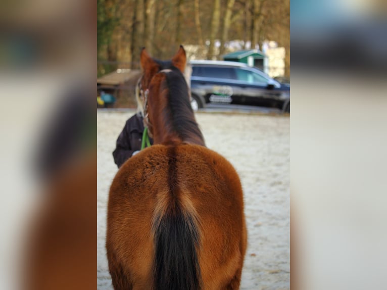 Mustang (american) Mare 1 year 15,1 hh Dun in Siegen