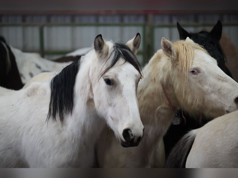 Mustang (american) Mare 3 years 14.1 hh Buckskin in 00