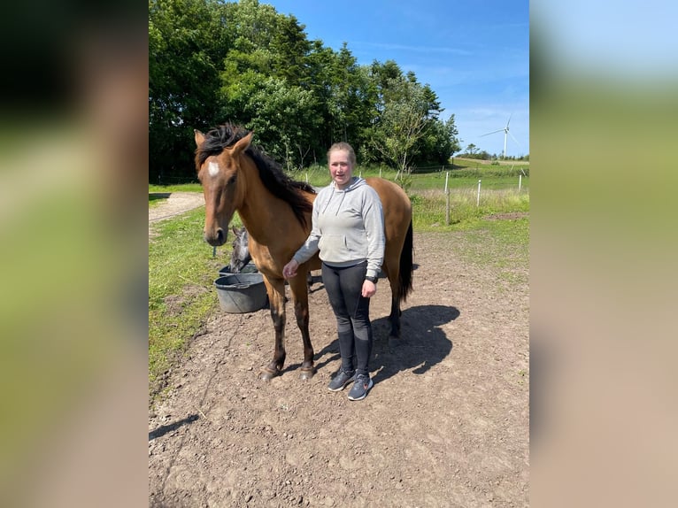 Mustang (american) Mare 3 years 14.1 hh Dun in Kalkar