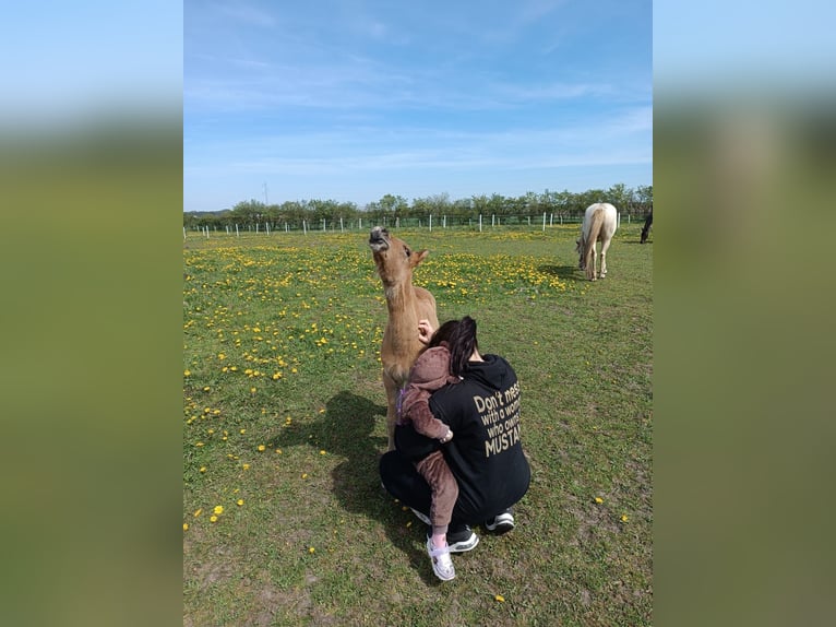 Mustang (american) Mare 3 years 14.2 hh Pearl in Stoholm