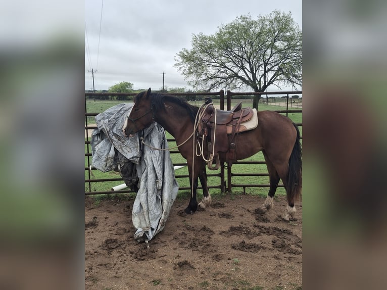Mustang (american) Mare 3 years 14,3 hh Pinto in Valley Mills, Tx