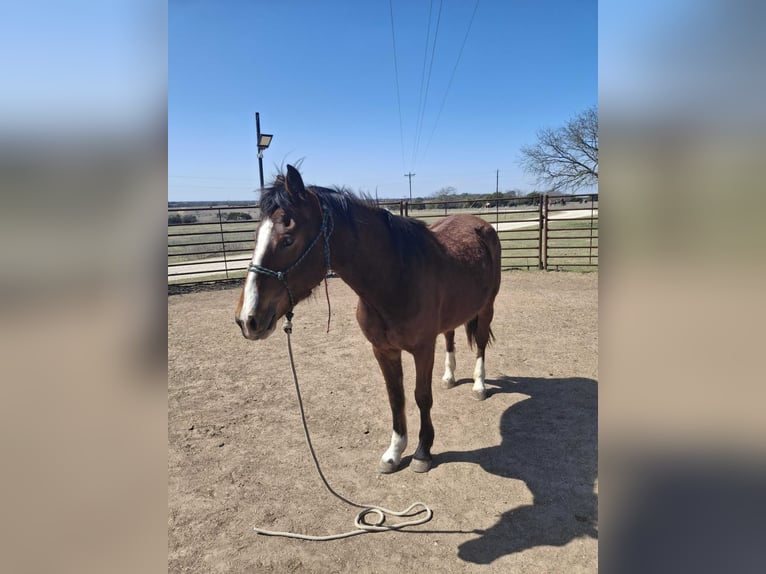 Mustang (american) Mare 3 years 14,3 hh Pinto in Valley Mills, Tx