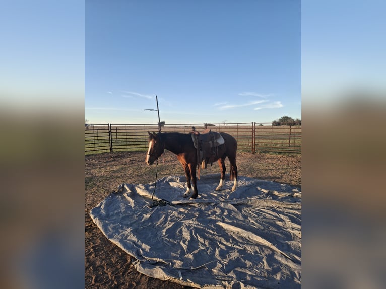 Mustang (american) Mare 3 years 14,3 hh Pinto in Valley Mills, Tx