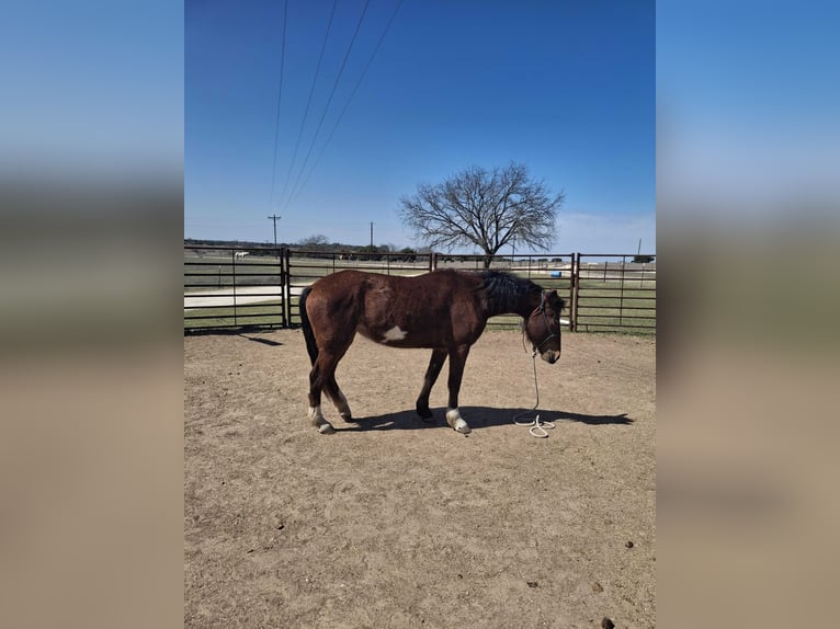 Mustang (american) Mare 3 years 14,3 hh Pinto in Valley Mills, Tx