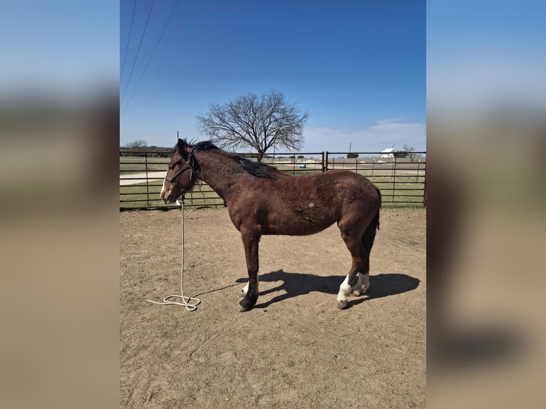 Mustang (american) Mare 3 years 14,3 hh Pinto in Valley Mills, Tx