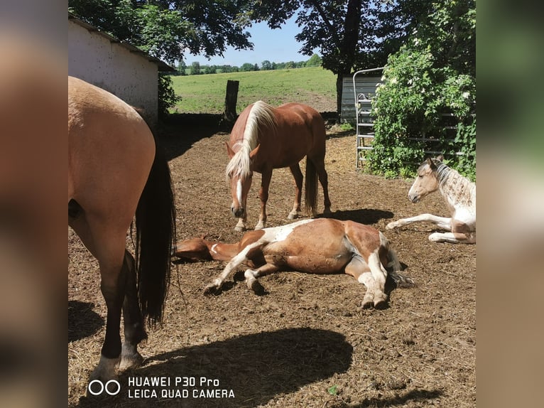 Mustang (american) Mix Mare 3 years 15,2 hh Palomino in BETTELDORF