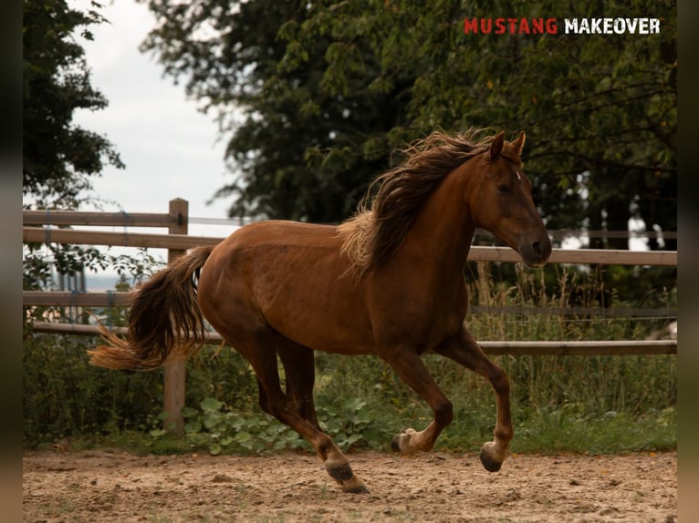 Mustang (american) Mare 4 years 13,3 hh Chestnut-Red in D&#xF6;rnberg