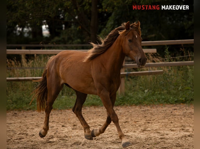 Mustang (american) Mare 4 years 13,3 hh Chestnut-Red in D&#xF6;rnberg