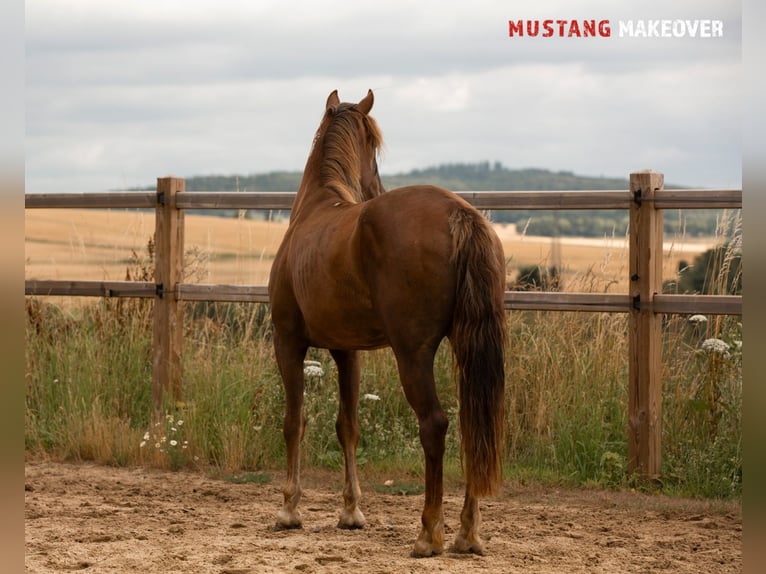 Mustang (american) Mare 4 years 13,3 hh Chestnut-Red in D&#xF6;rnberg