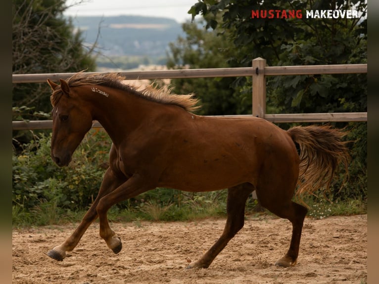 Mustang (american) Mare 4 years 13,3 hh Chestnut-Red in D&#xF6;rnberg