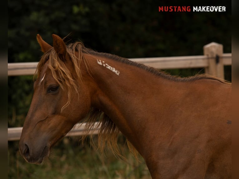 Mustang (american) Mare 4 years 13,3 hh Chestnut-Red in D&#xF6;rnberg