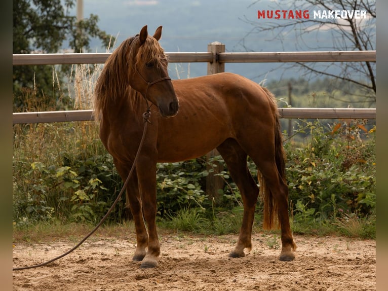 Mustang (american) Mare 4 years 13,3 hh Chestnut-Red in D&#xF6;rnberg