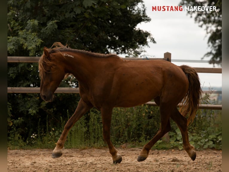 Mustang (american) Mare 4 years 13,3 hh Chestnut-Red in D&#xF6;rnberg