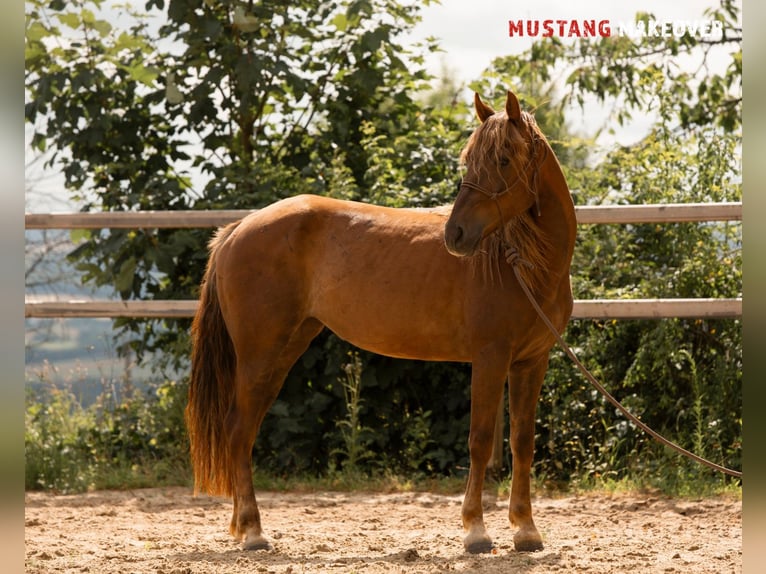 Mustang (american) Mare 4 years 13,3 hh Chestnut-Red in D&#xF6;rnberg