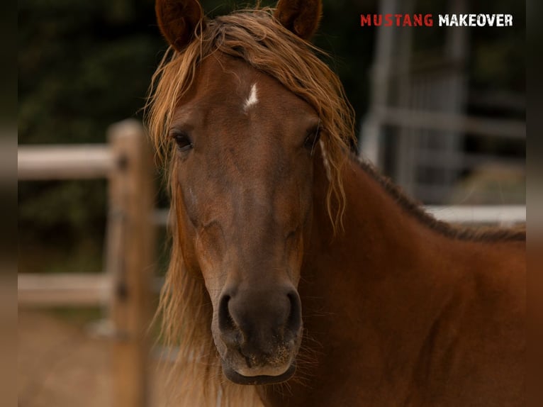 Mustang (american) Mare 4 years 13,3 hh Chestnut-Red in D&#xF6;rnberg