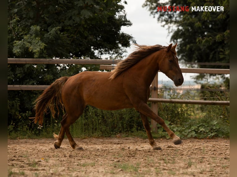 Mustang (american) Mare 4 years 13,3 hh Chestnut-Red in D&#xF6;rnberg