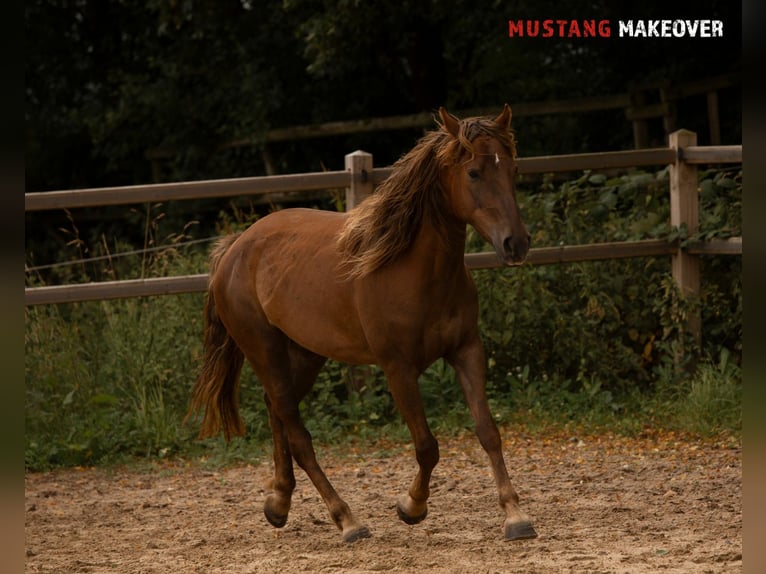 Mustang (american) Mare 4 years 13,3 hh Chestnut-Red in D&#xF6;rnberg