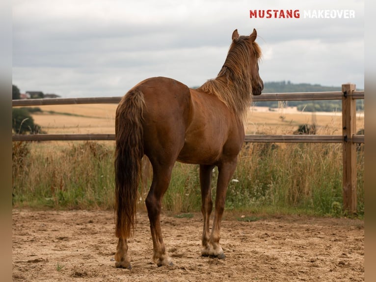 Mustang (american) Mare 4 years 13,3 hh Chestnut-Red in D&#xF6;rnberg