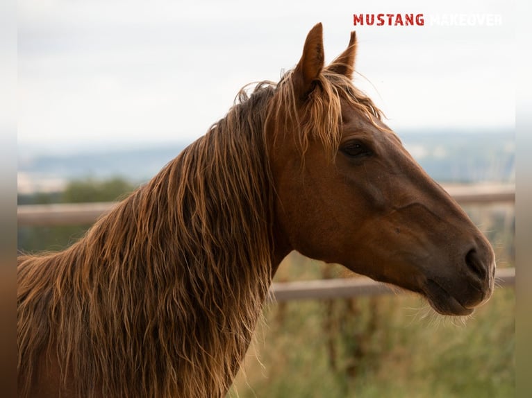 Mustang (american) Mare 4 years 13,3 hh Chestnut-Red in D&#xF6;rnberg