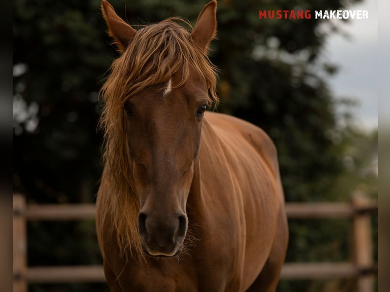 Mustang (american) Mare 4 years 13,3 hh Chestnut-Red in D&#xF6;rnberg