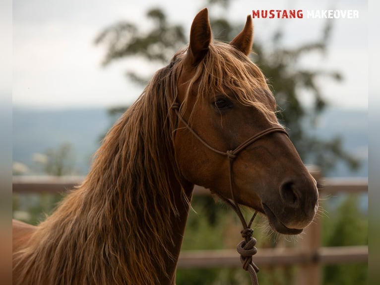 Mustang (american) Mare 4 years 13,3 hh Chestnut-Red in D&#xF6;rnberg
