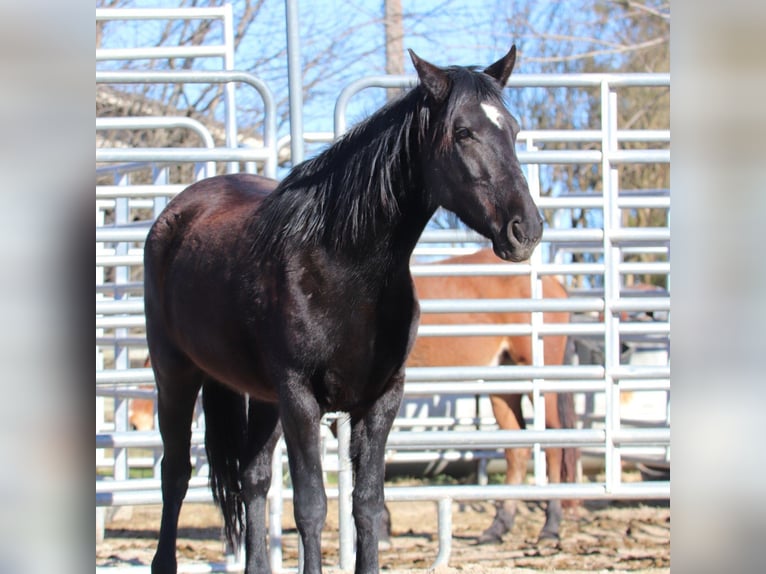 Mustang (american) Mare 4 years 14,1 hh Brown in Taunusstein
