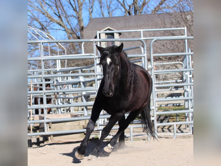 Mustang (american) Mare 4 years 14,1 hh Brown in Taunusstein