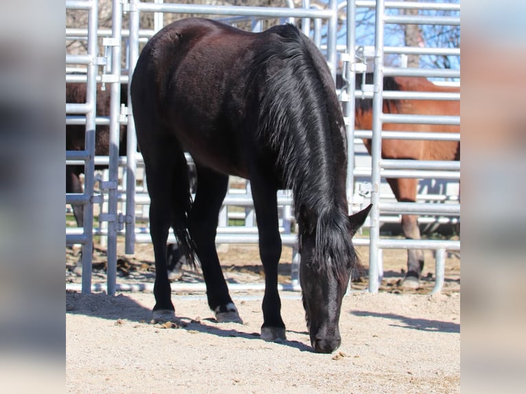 Mustang (american) Mare 4 years 14,1 hh Brown in Taunusstein