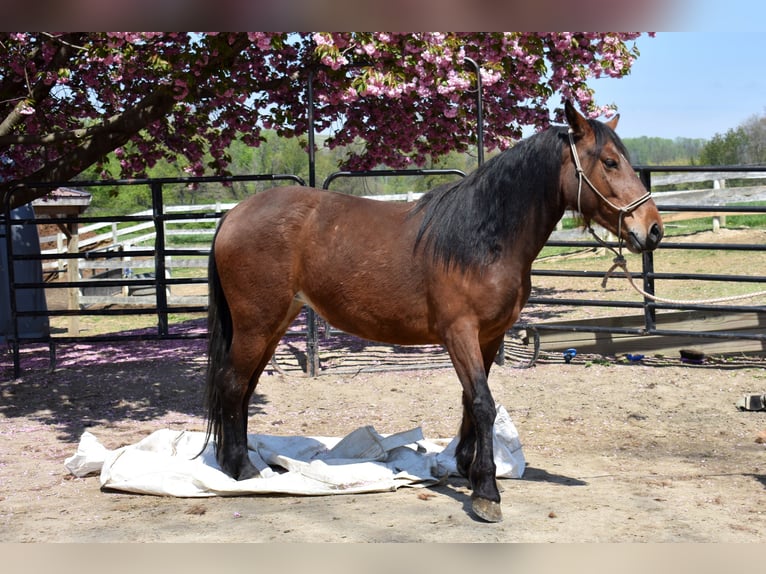 Mustang (american) Mare 4 years 14 hh Brown in Morgantown