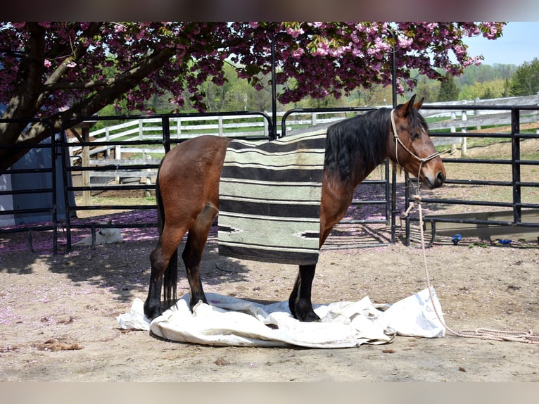 Mustang (american) Mare 4 years 14 hh Brown in Morgantown