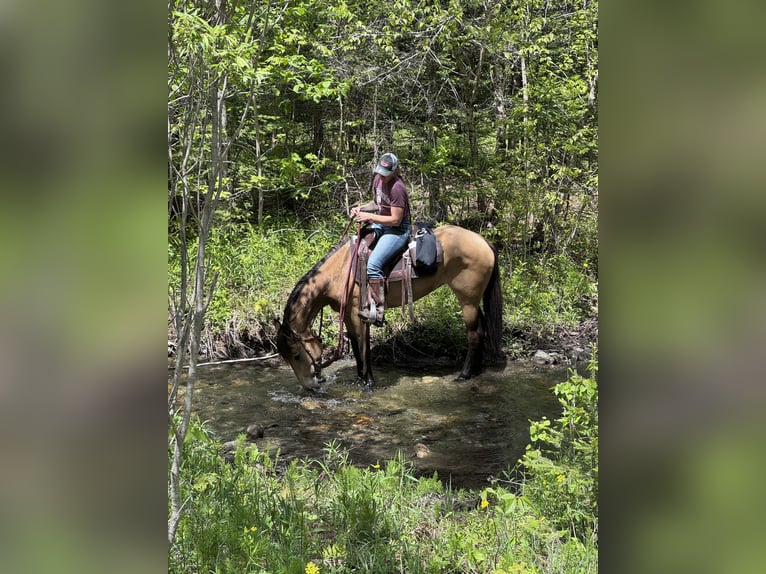 Mustang (american) Mare 4 years 15 hh Buckskin in Orange, MA
