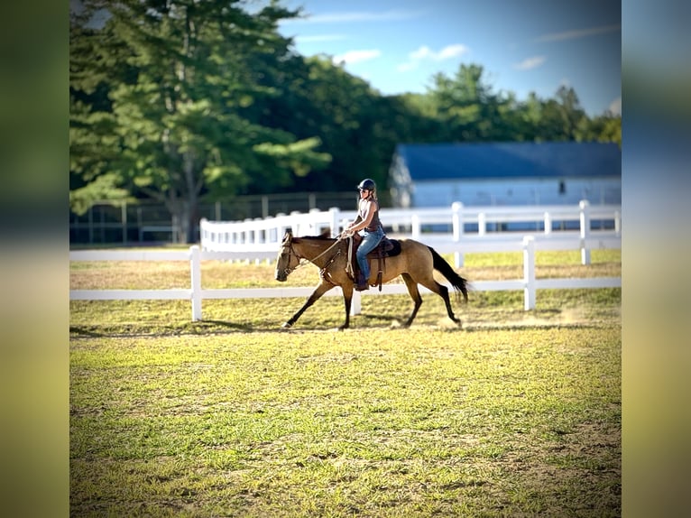 Mustang (american) Mare 4 years 15 hh Buckskin in Orange, MA