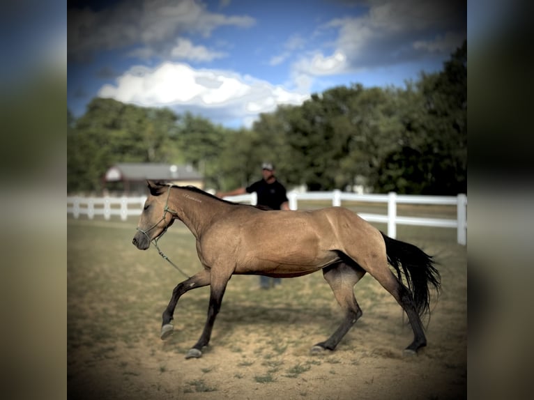Mustang (american) Mare 4 years 15 hh Buckskin in Orange, MA