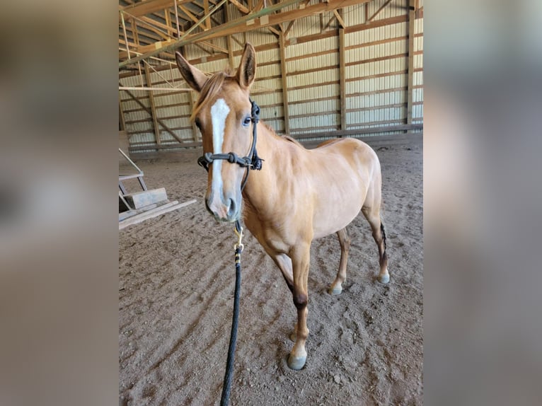 Mustang (american) Mare 4 years 15 hh Dun in Lebanon, Oregon