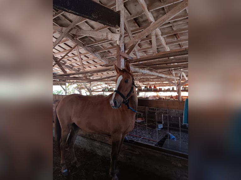 Mustang (american) Mare 4 years 15 hh Dun in Lebanon, Oregon Mustang (american) Mare 4 years 15 hh Dun in Lebanon, Oregon